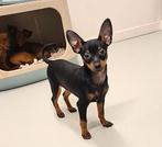 100% Raszuivere Praagse rattler Praszky Krysarik puppy, Nederland, Overige rassen, Meerdere, Meerdere dieren