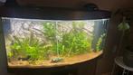 Wij halen Gratis uw Aquariumvissen op tot 15km, Dieren en Toebehoren, Ophalen, Zo goed als nieuw