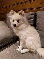 Pomsky, Dieren en Toebehoren, 15 weken tot 1 jaar, Eén hond, Nederland, Particulier