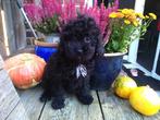 mini labradoodle puppys, Rabiës (hondsdolheid), Overige rassen, 8 tot 15 weken, Meerdere