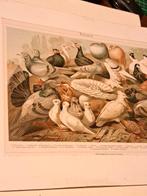 duiven, Antiek en Kunst, Ophalen of Verzenden