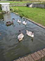 Zwarthals zwanen, Dieren en Toebehoren, Pluimvee, Meerdere dieren, Gans of Zwaan