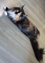 Maine coon, Dieren en Toebehoren, Poes, 0 tot 2 jaar