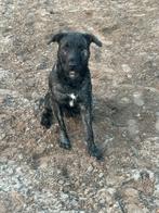 Lieve pup, Dieren en Toebehoren, 15 weken tot 1 jaar, Reu, Eén hond, Middel