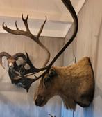 Opgezet rendier kop, Verzamelen, Dierenverzamelingen, Ophalen, Nieuw, Hert, Gewei of Kop