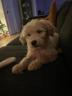 Heel leuke en lieve Goldendoodle pup van 12 weken te koop, Dieren en Toebehoren, Honden | Niet-rashonden, CDV (hondenziekte), Reu