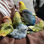 Jonge Agapornis Roseicollis, Dieren en Toebehoren, Vogels | Parkieten en Papegaaien, Meerdere dieren, Dwergpapegaai of Agapornis