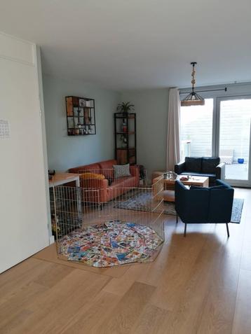 Puppyren te koop! beschikbaar voor biedingen