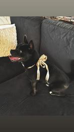 Pomeriaan/franse bulldog 15 mnd, Dieren en Toebehoren, Rabiës (hondsdolheid), 1 tot 2 jaar, Eén hond, Nederland