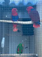 Ek 25 edelpapegaai pop ( niet tam), Dieren en Toebehoren, Vogels | Parkieten en Papegaaien, Vrouwelijk, Papegaai, Geringd