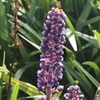 Liriope muscari – Sierlijk leliegras in twee kleuren, Ophalen, Zomer, Overige soorten, Volle zon