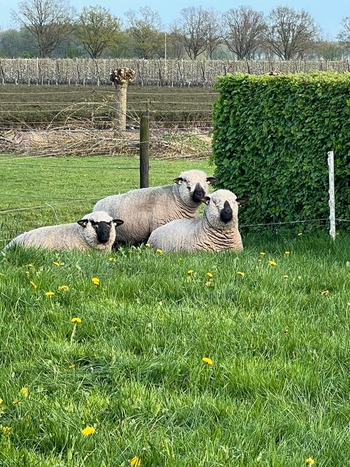 Hampshire Down schapen ooien met stamboek, Dieren en Toebehoren, Schapen, Geiten en Varkens, Schaap, Vrouwelijk, 3 tot 5 jaar