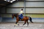 Lieve KWPN Dressuurmerrie, Dieren en Toebehoren, Paarden, Merrie, ZZ, Dressuurpaard, Gechipt