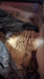 Huiden, ongelooide huiden, Ophalen of Verzenden, Rechthoekig, 50 tot 100 cm