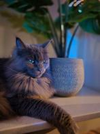 Maincoon poes kleur blauw incl. Krappaal etc., Dieren en Toebehoren, Katten en Kittens | Raskatten | Langhaar, Poes, Met stamboom