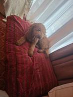 Lieve multigen labradoodle reutje van 15 maanden medium maat, 1 tot 2 jaar, Parvo, Eén hond, Nederland