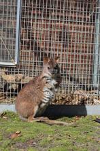 GEZOCHT Parma wallaby, Dieren en Toebehoren, Overige Dieren, Januari, Meerdere dieren