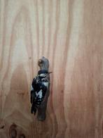 Opgezette bonte specht   taxidermie, Verzamelen, Dierenverzamelingen, Ophalen of Verzenden, Vogel, Opgezet dier