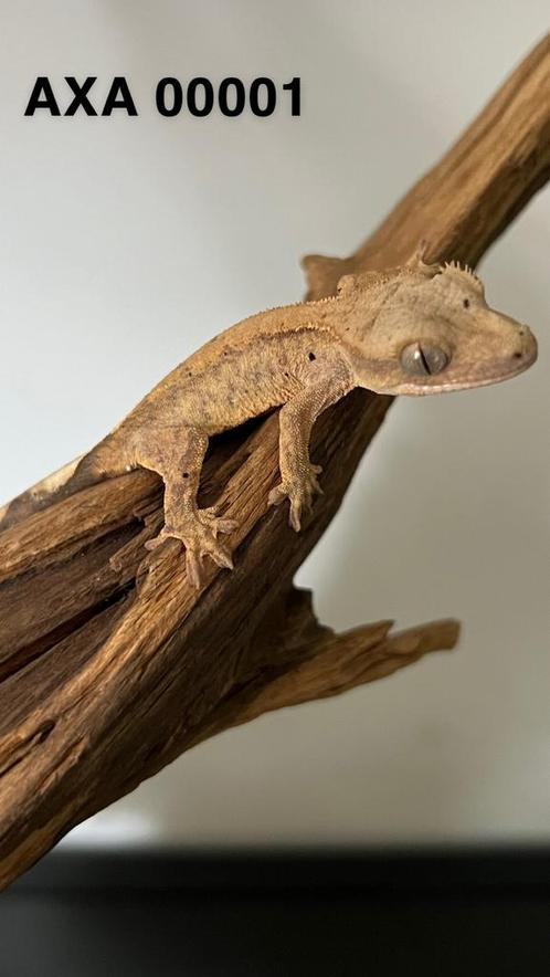 Jonge Wimpergekko van 2024, Dieren en Toebehoren, Reptielen en Amfibieën