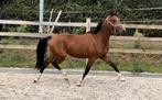 2 knappe New Forest merries, Dieren en Toebehoren, Pony's, Merrie, Dressuurpony, 3 tot 6 jaar, Onbeleerd