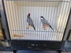 Rijstvogel, Dieren en Toebehoren, Tropenvogel