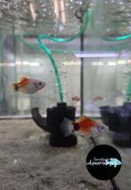 Xiphophorus Maculatus White Red Top Mickey Mouse Platy, Vis, Zoetwatervis