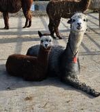 Grijze alpaca merrie met merrie veulen aan de voet, Dieren en Toebehoren, Overige Dieren, Maart, Vrouwelijk