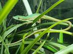 Baardagamen, Pythons, Rattenslangen, Luipaardgekkos en meer, Dieren en Toebehoren, Reptielen en Amfibieën, Overige soorten, Met terrarium
