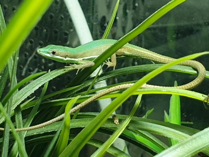 Baardagamen, Pythons, Rattenslangen, Luipaardgekkos en meer, Dieren en Toebehoren, Reptielen en Amfibieën, Overige soorten, 0 tot 2 jaar