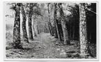 Drempt Berkenlaantje Oude Gelopen Ansichtkaart ( 1660 ), Verzamelen, Ophalen of Verzenden, 1940 tot 1960, Gelopen