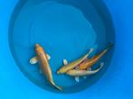 Jumbo Tosai Izumiya Yamabuki Koi, Dieren en Toebehoren, Vissen | Vijvervissen, Karper of Koi