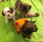 Super leuke boomer pups, Reu, CDV (hondenziekte), 8 tot 15 weken, Meerdere