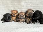 Pomeriaan pomeranian pups, Prachtig uniek pomeriaan nestje, Overige rassen, 8 tot 15 weken, Parvo, Meerdere