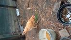 Jonge haan buff kleur, Dieren en Toebehoren, Vogels | Overige Vogels, Mannelijk