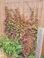 Klimplant, Tuin en Terras, Ophalen, Overige soorten, Volle zon