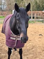 Braaf recreatie paard, Ruin, 170 tot 175 cm, 11 jaar of ouder, Recreatiepaard