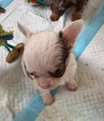 Nog 1 klein chocolade bont mannetje mini formaat, Dieren en Toebehoren, Parvo, 8 tot 15 weken, Meerdere, Meerdere dieren