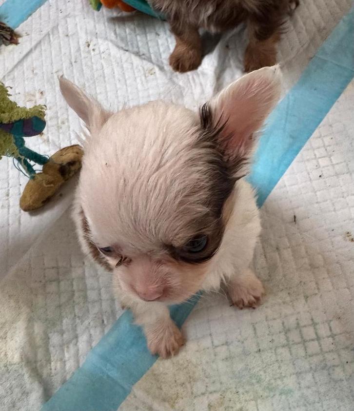 Nog 1 klein chocolade bont mannetje mini formaat, Dieren en Toebehoren, Honden | Chihuahua's en Gezelschapshonden, Meerdere dieren