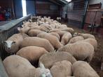 Dek rammen, Dieren en Toebehoren, Mannelijk, Schaap