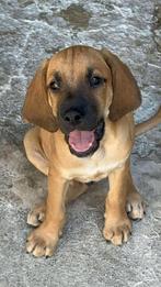 Eros verblijft in Cyprus, Dieren en Toebehoren, Honden | Niet-rashonden, Particulier, Rabiës (hondsdolheid), 15 weken tot 1 jaar