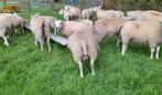 Dekrammen te koop, Dieren en Toebehoren, Mannelijk, Schaap, 0 tot 2 jaar