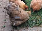 65 EURO GEBODEN VOOR COCHIN HEN DIE HIER ERG OP LIJKT!!!, Vrouwelijk, Kip