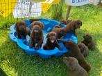 Raszuivere bruine labrador pups te koop, 8 tot 15 weken, Labrador retriever, CDV (hondenziekte), Meerdere