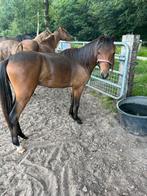 New forest pony, Dieren en Toebehoren, Pony's, Ruin, 0 tot 2 jaar, B pony (1.17m tot 1.27m), Onbeleerd