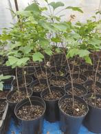 Gingko Biloba, Szechuan peper Bungeanum peper en  Paw-Paw, Ophalen of Verzenden, Minder dan 100 cm, Overige soorten, Zomer