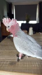 Rossi de rose kakatoe, Dieren en Toebehoren, Mannelijk, Papegaai, Pratend