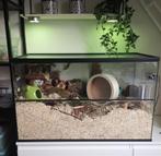 Hamster Terrarium van Glas met schuifruiten, Nieuw, Minder dan 60 cm, 75 tot 110 cm, Hamster