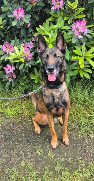 Lieve Belgische Herder Zoekt Forever Mand beschikbaar voor biedingen