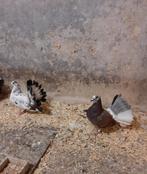 Pauwstaart, Dieren en Toebehoren, Vogels | Duiven, Meerdere dieren, Overige soorten