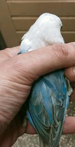 Prachtige piep jonge agapornis fisheri opaline turquoise, Meerdere dieren, Dwergpapegaai of Agapornis, Geringd